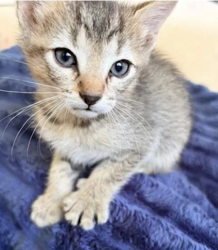 A baby small-sized male Domestic Medium Hair cat named Snickers for adoption in Broomfield, CO