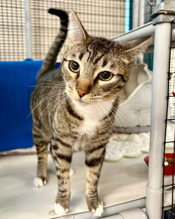 A young small-sized female Domestic Short Hair cat named Felicity for adoption in Novato, CA