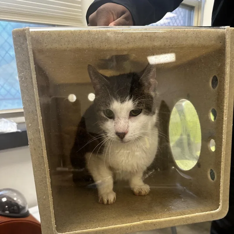 An adult small-sized male Brown / Chocolate Domestic Short Hair cat named Teddy for adoption in Philadelphia, PA