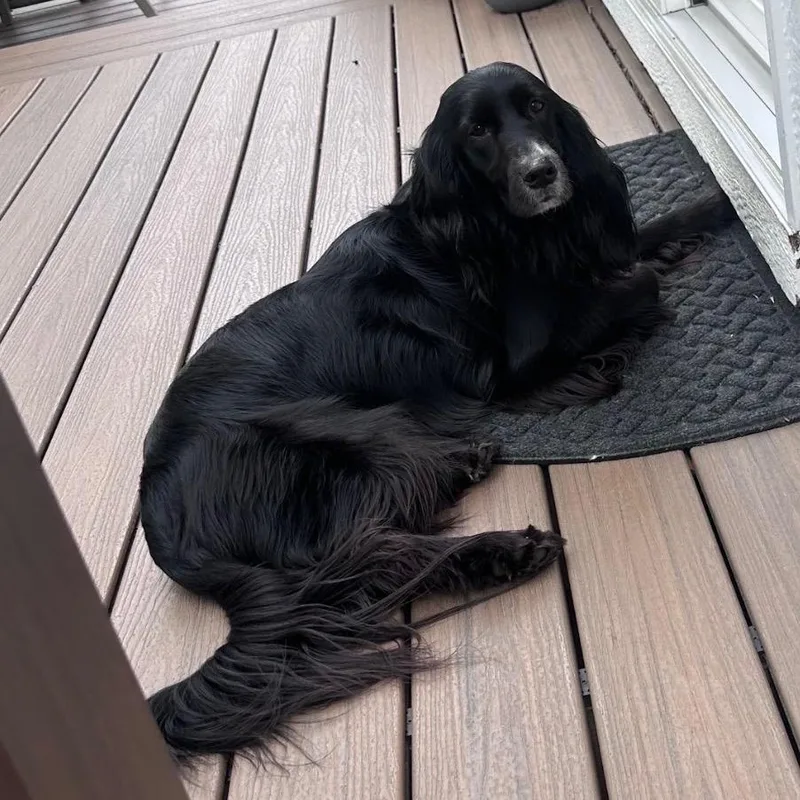 An adult medium-sized female Black English Springer Spaniel dog named Maggie for adoption in Kokomo, IN