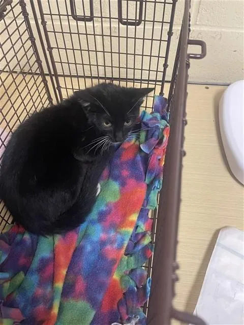 A baby small-sized male Domestic Short Hair cat named Shrub for adoption in Sacramento, CA