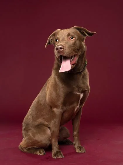 An adult large-sized male Mixed Breed dog named Cinnamon Crunch for adoption in Atlanta, GA