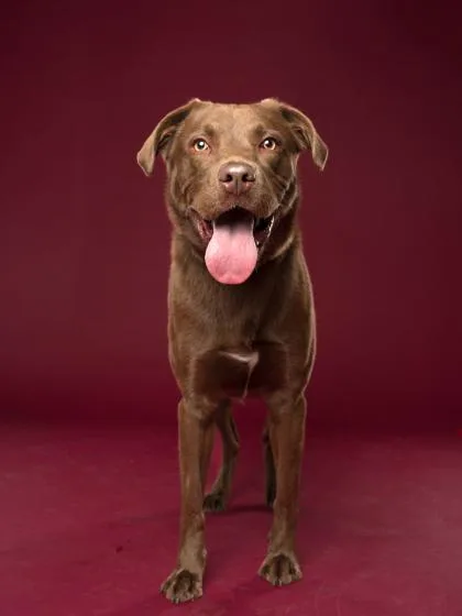 Cinnamon Crunch thumbnail 3