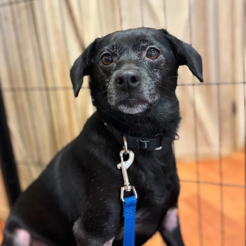 An adult small-sized female Black Beagle dog named Edith for adoption in Springboro, OH