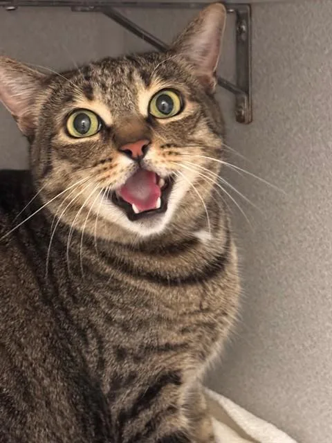An adult small-sized female Domestic Short Hair cat named Askari for adoption in Tucson, AZ