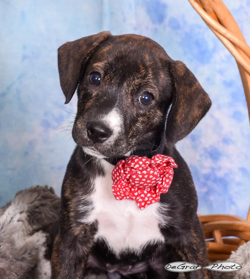 A baby large-sized female Labrador Retriever dog named Morticia for adoption in Pittsboro, NC