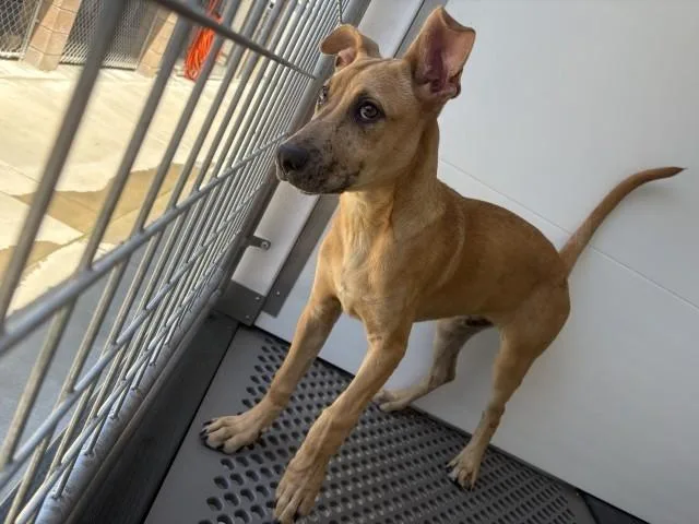 A young medium-sized male Labrador Retriever dog named Lucas for adoption in San Bernardino, CA