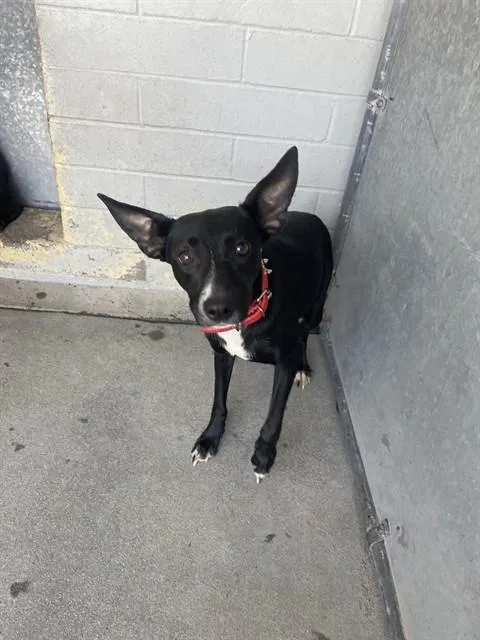 A young medium-sized female Terrier dog named Coral for adoption in Stockton, CA