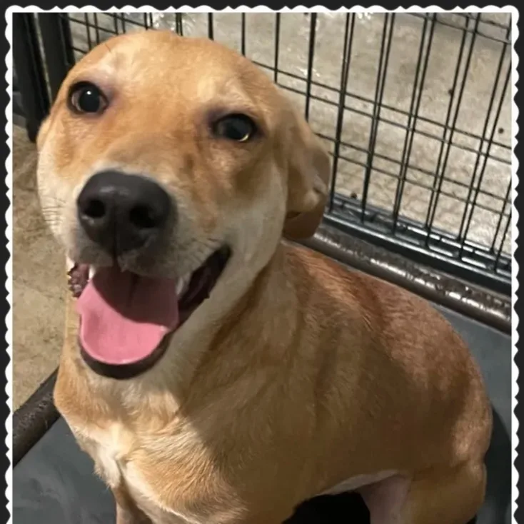 An adult medium-sized female Mixed Breed dog named C.c. for adoption in Canyon, TX