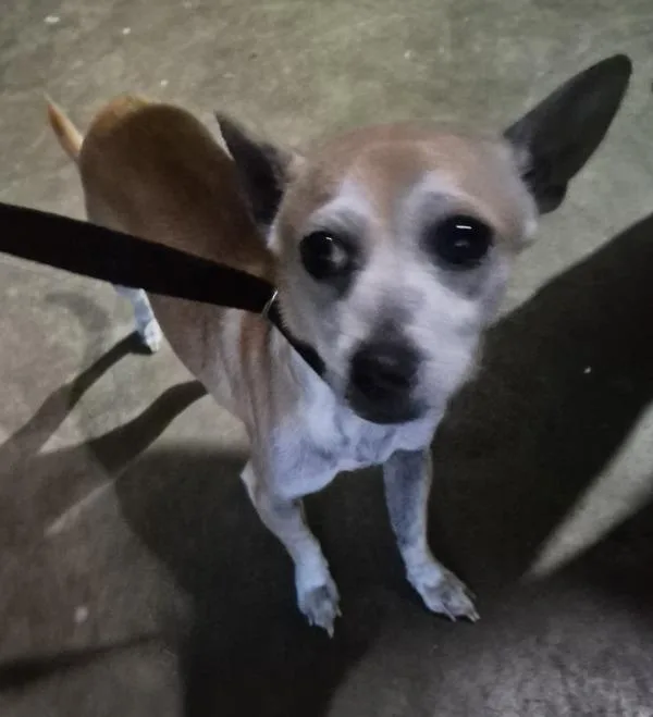 An adult small-sized male Chihuahua dog named Pen  Bernie for adoption in Lawrenceville, GA