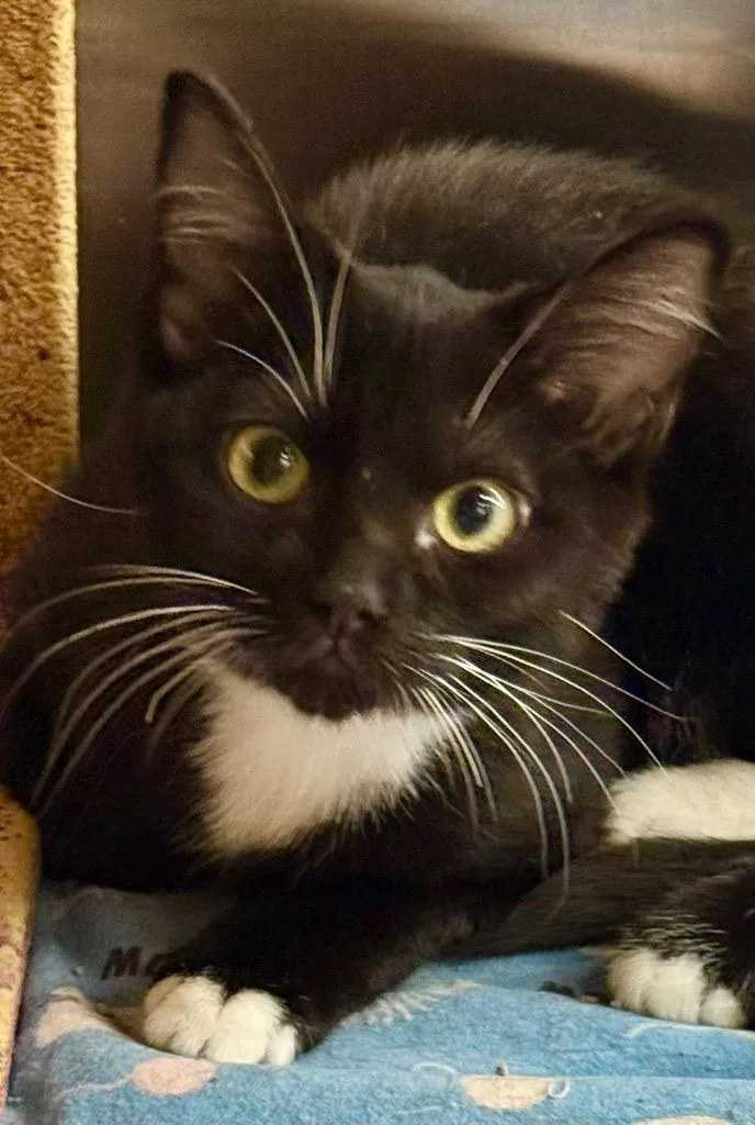 A baby medium-sized female Domestic Short Hair cat named Libby for adoption in Cumming, GA