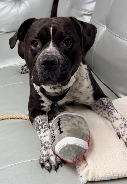 An adult large-sized male Mixed Breed dog named Beefcake for adoption in Cincinnati, OH