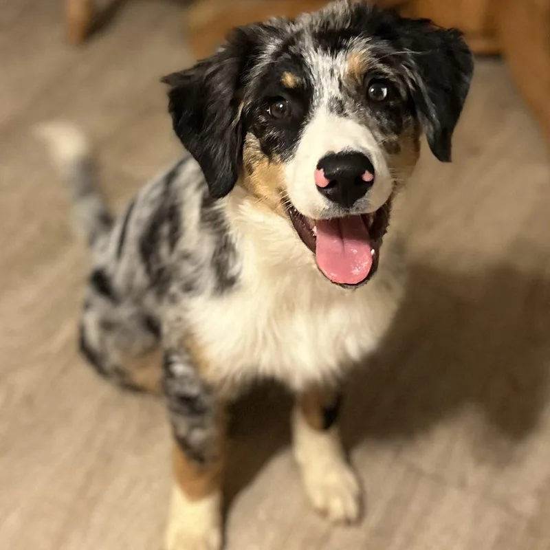 A baby medium-sized female Australian Shepherd dog named Josie for adoption in Brockport, NY
