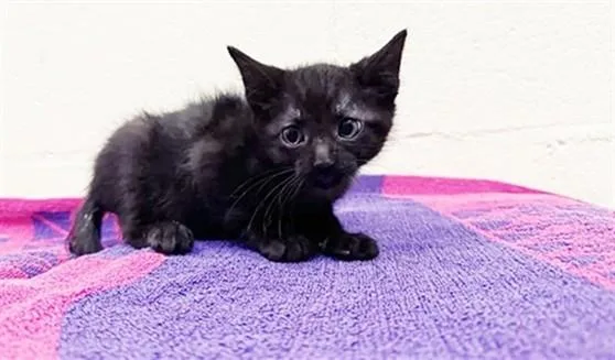 A baby small-sized male Domestic Short Hair cat named Fred Hampton for adoption in Saint Louis, MO