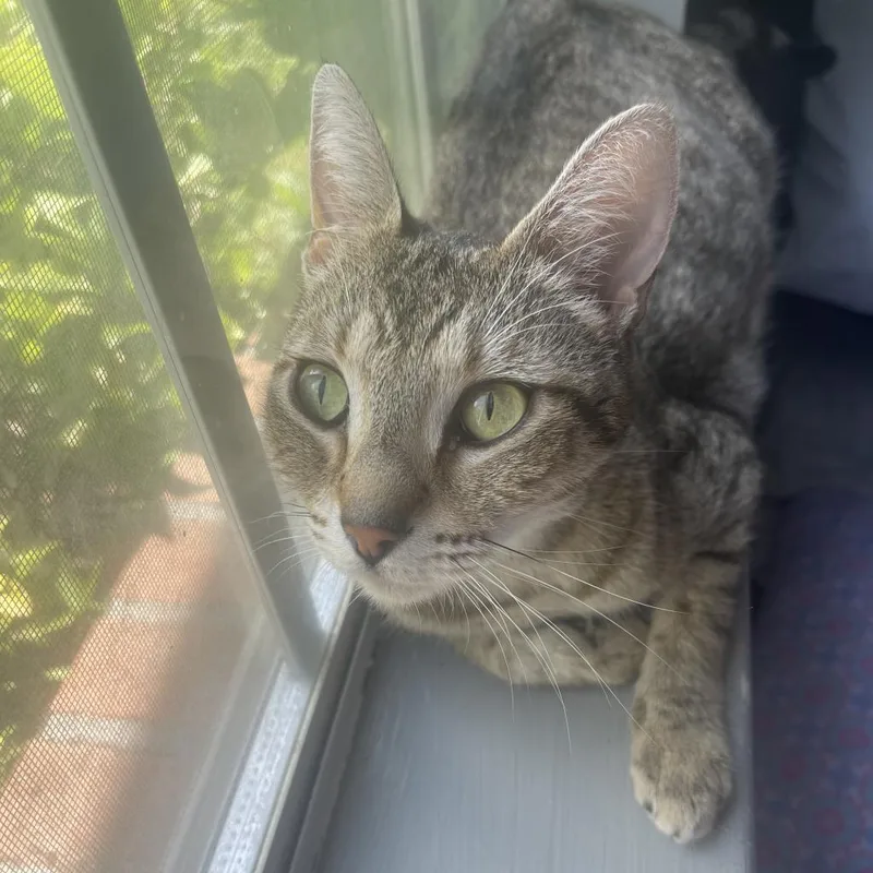 An adult large-sized female Domestic Short Hair cat named Mama Crunch for adoption in Valdosta , GA