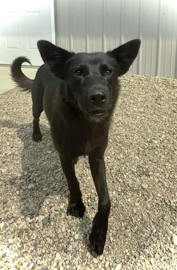 A young medium-sized female Shepherd dog named Jade for adoption in Estherville, IA