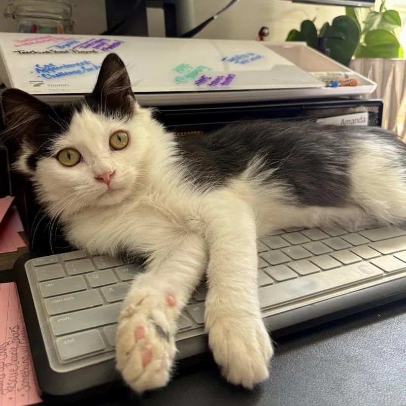 A young small-sized male White Domestic Long Hair cat named Tater Tot for adoption in Winston Salem, NC