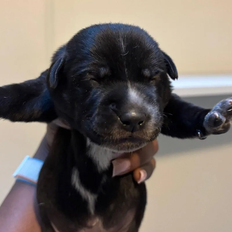 A baby small-sized male Terrier dog named Cavatelli for adoption in Dallas, TX