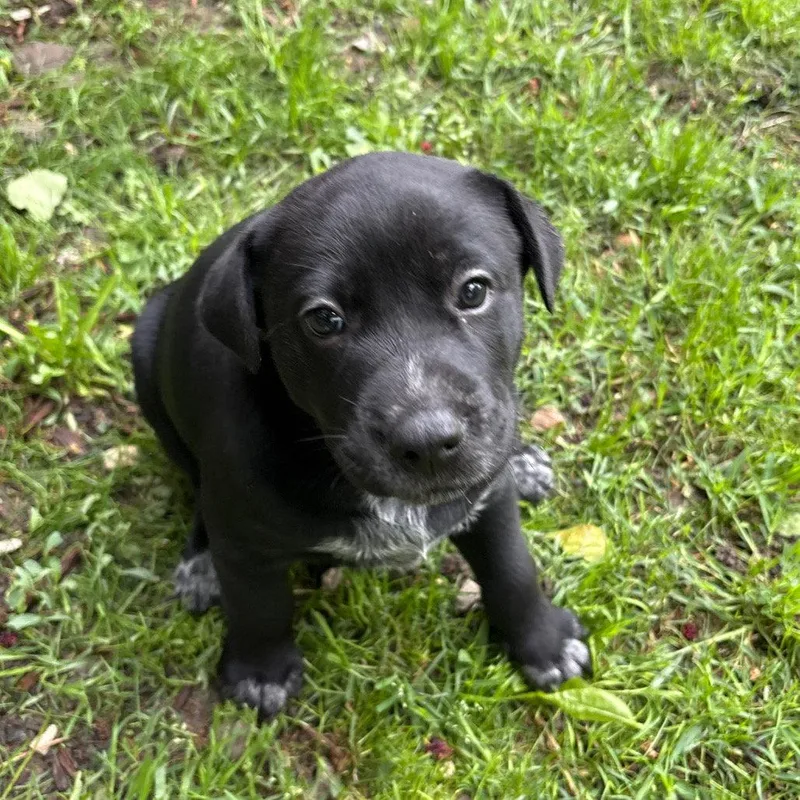 Cavatelli thumbnail 2