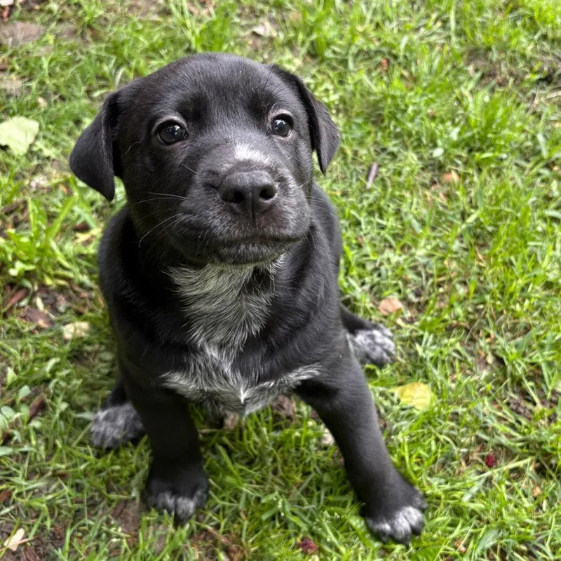 Cavatelli thumbnail 3