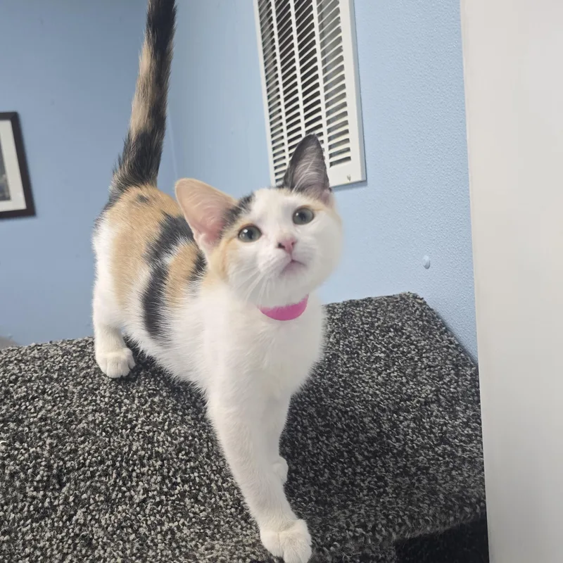 A baby medium-sized female Calico Domestic Short Hair cat named Ivory for adoption in Farmington, MO