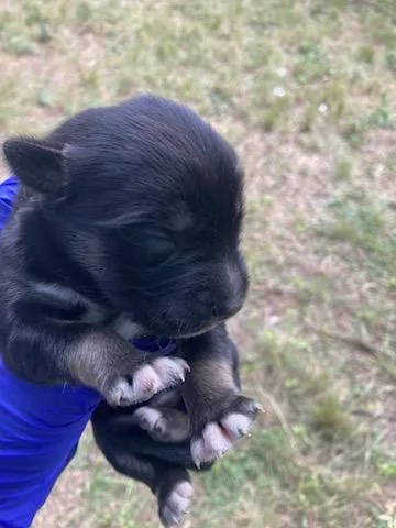 A baby medium-sized female Husky dog named 5 for adoption in Dallas, TX