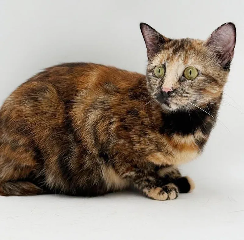 Elinor is a polydactyl