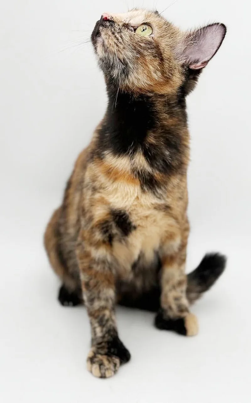Elinor is a polydactyl thumbnail 2