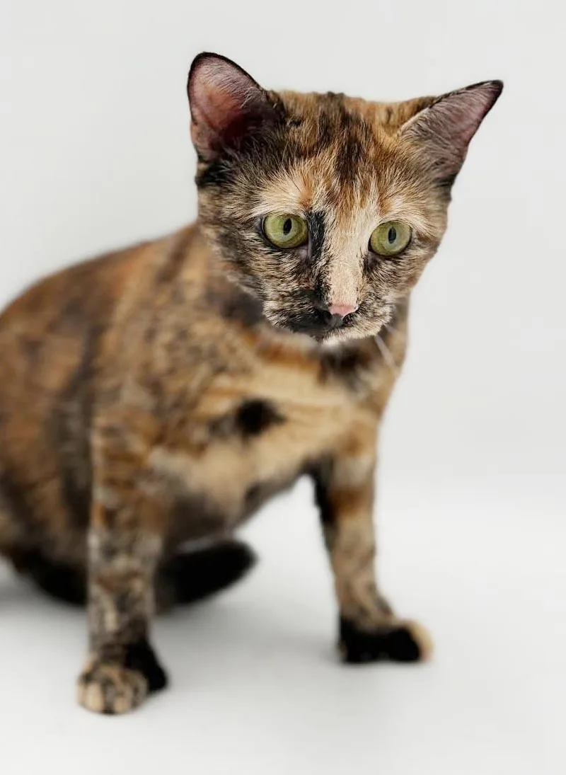 Elinor is a polydactyl thumbnail 3