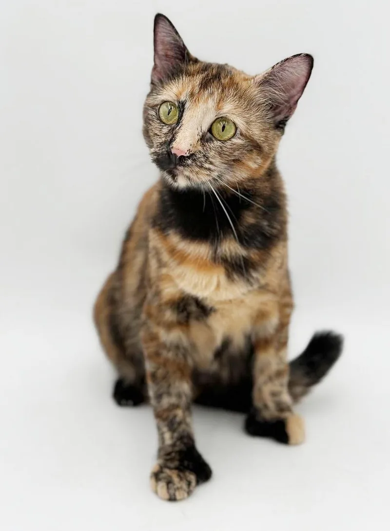 Elinor is a polydactyl thumbnail 4