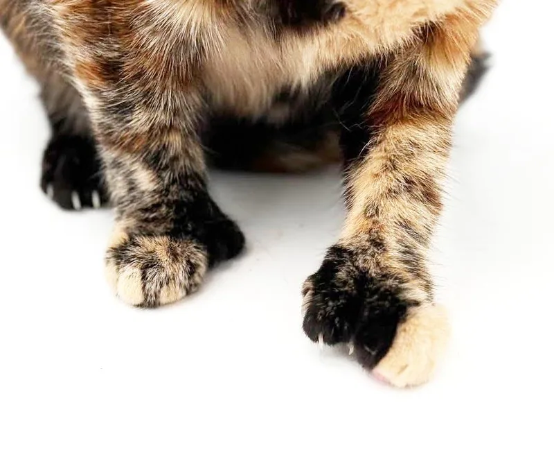 Elinor is a polydactyl thumbnail 5
