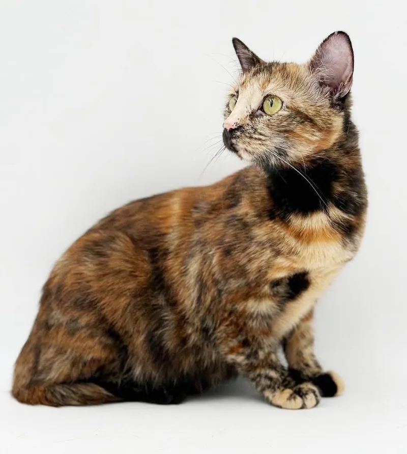 Elinor is a polydactyl thumbnail 6