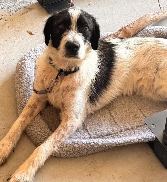 An adult medium-sized male Tricolor (Brown, Black, & White) Terrier dog named Boo for adoption in Dallas, TX