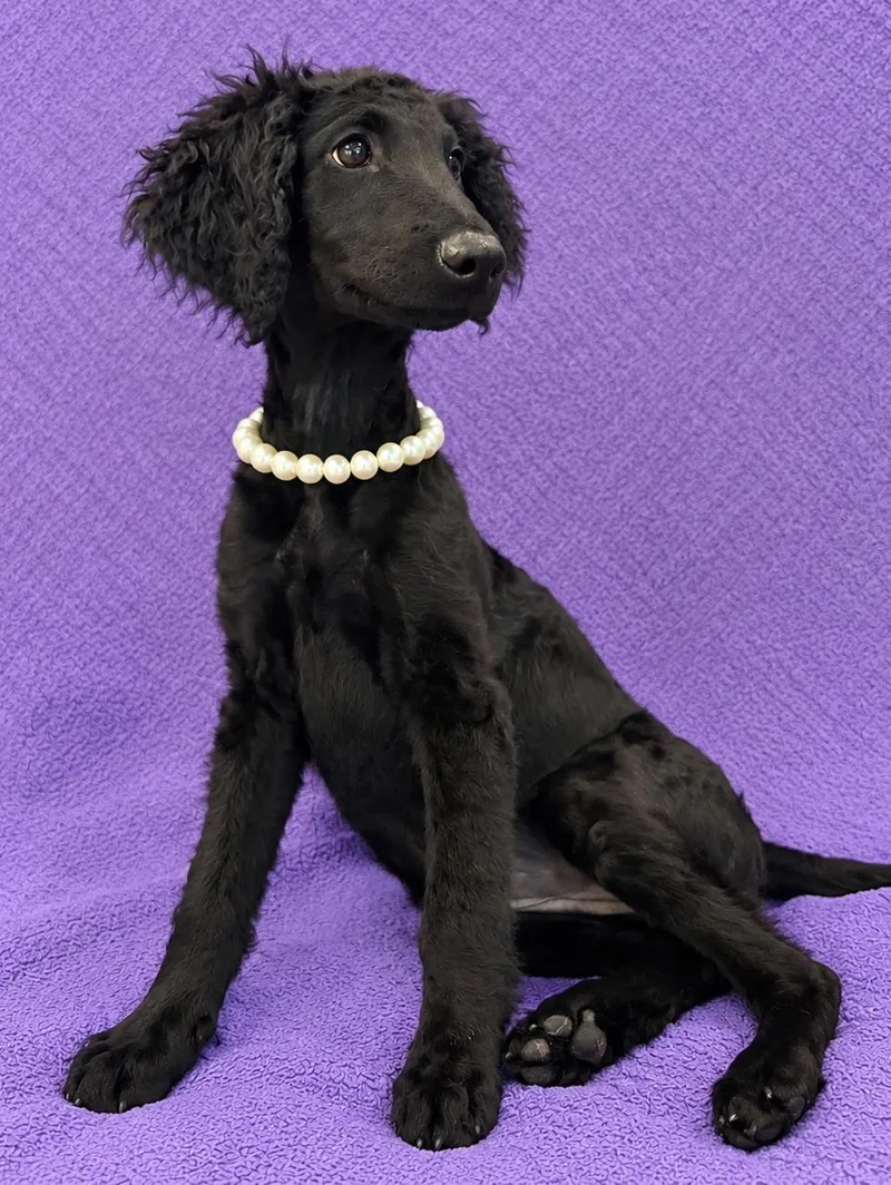 A baby medium-sized female Black Standard Poodle dog named Clover for adoption in Lodi, CA
