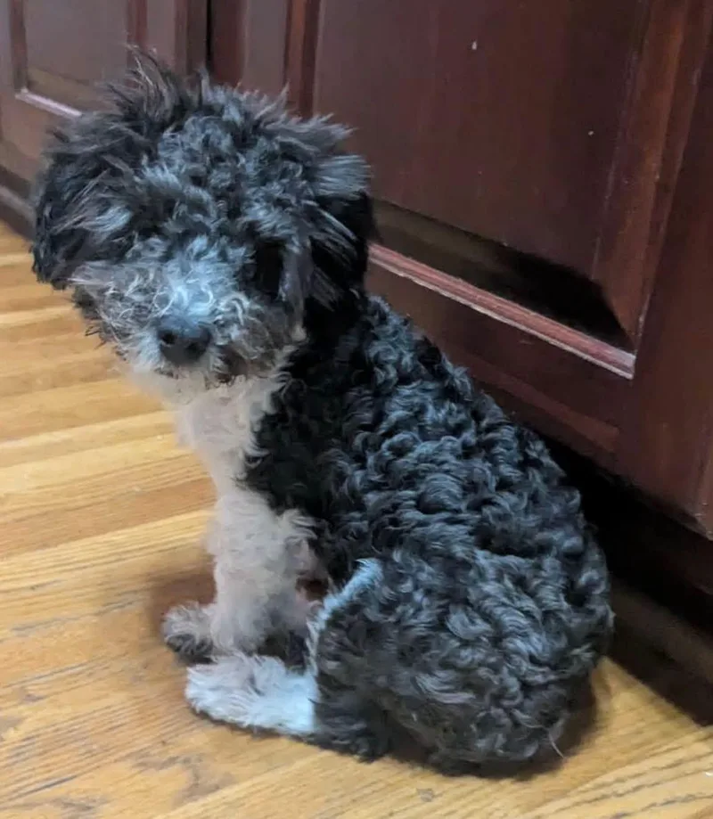 A young small-sized female Maltipoo dog named Raylen for adoption in Anniston, AL