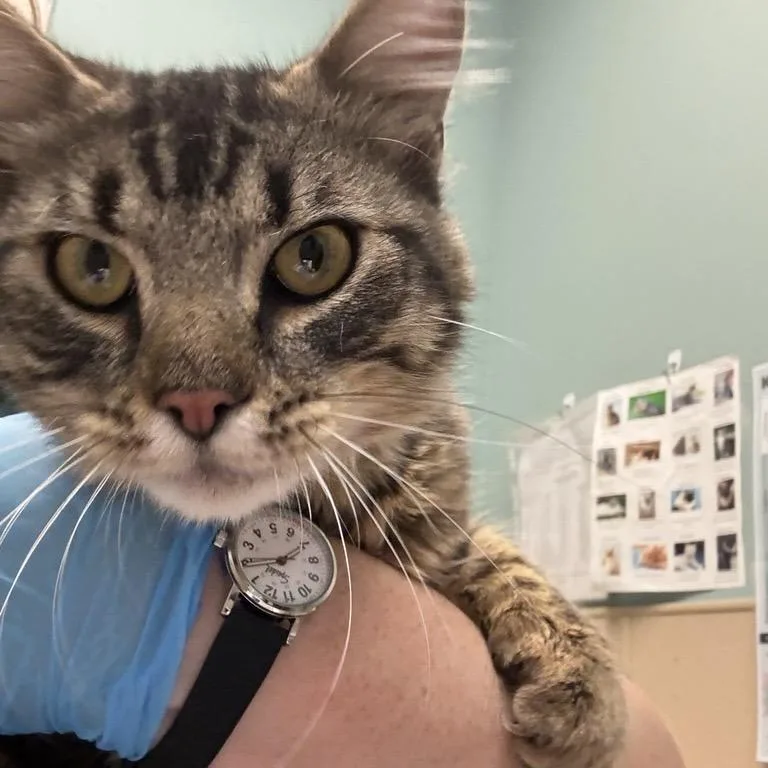 A young medium-sized male Brown / Chocolate Domestic Medium Hair cat named Wall of China for adoption in Tacoma, WA