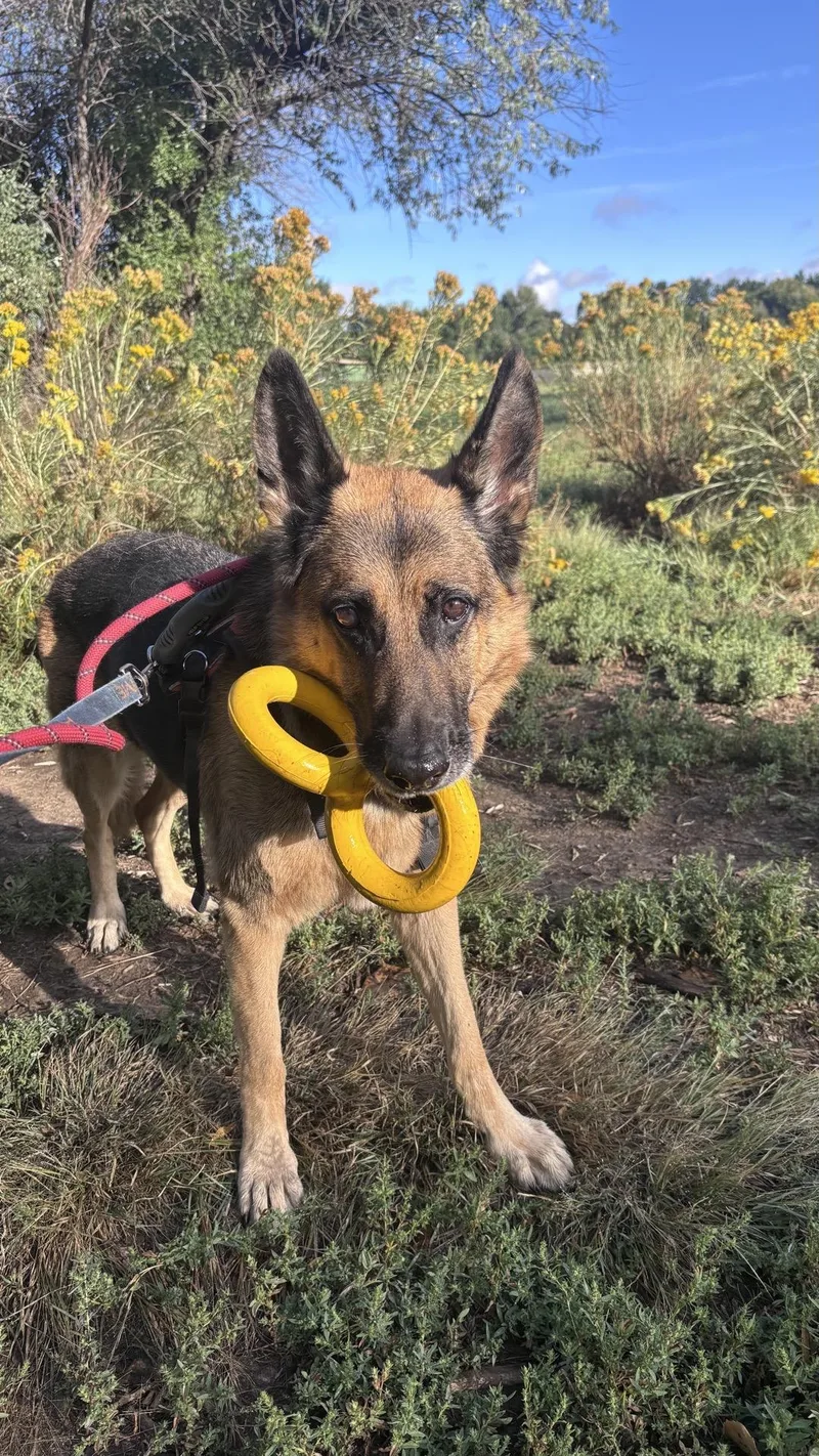 A senior large-sized female German Shepherd Dog dog named Bonnie for adoption in Pueblo, CO