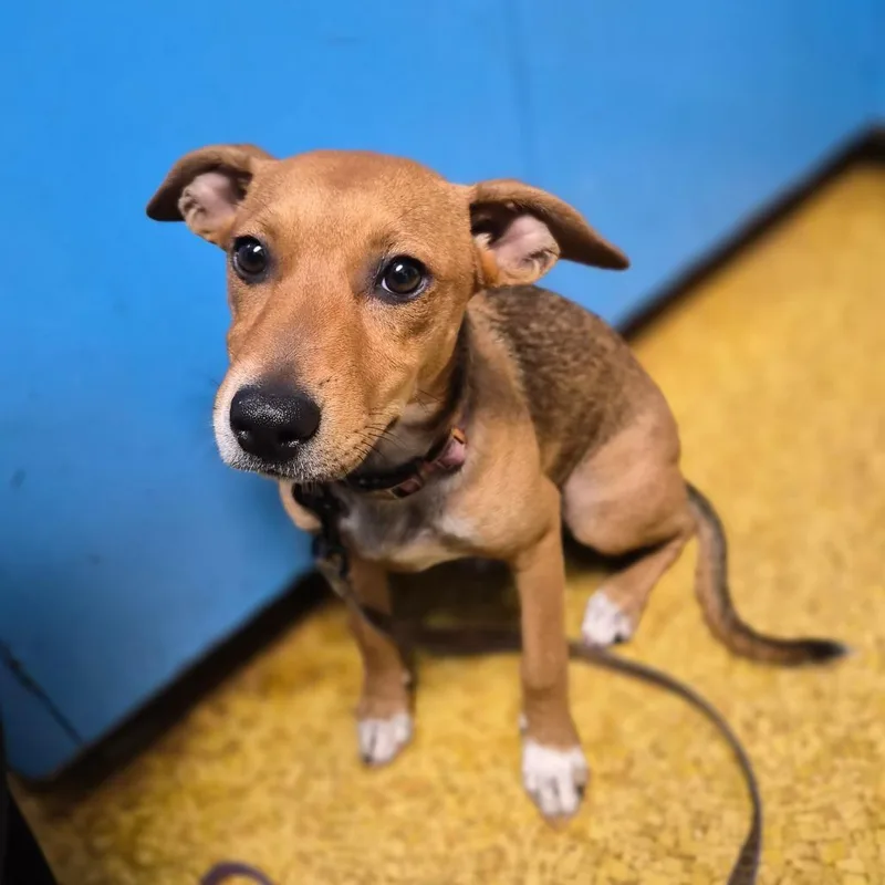 A young medium-sized female Brown / Chocolate Terrier dog named Lola for adoption in Wahiawa, HI
