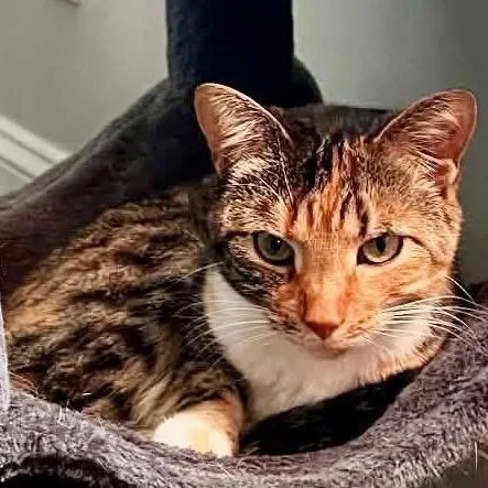 An adult medium-sized female Tabby (Orange / Red) Domestic Short Hair cat named Kasha for adoption in Beaufort, SC