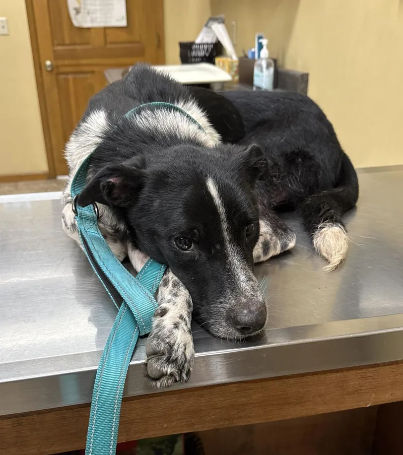 A young medium-sized male Australian Cattle Dog / Blue Heeler dog named Bluebell for adoption in Ozark, AL