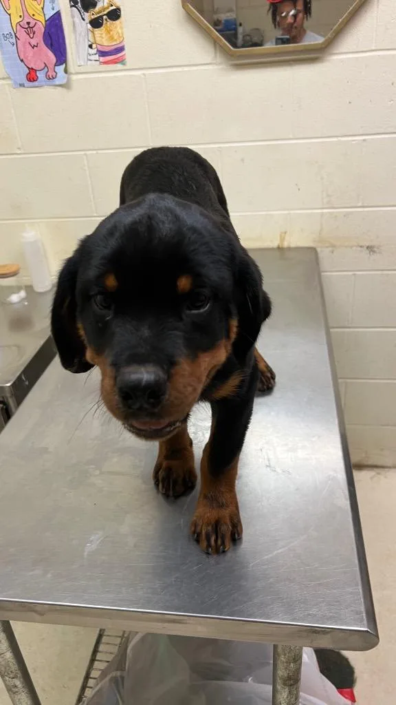 An adult large-sized female Rottweiler dog named Diamond for adoption in Albany, GA