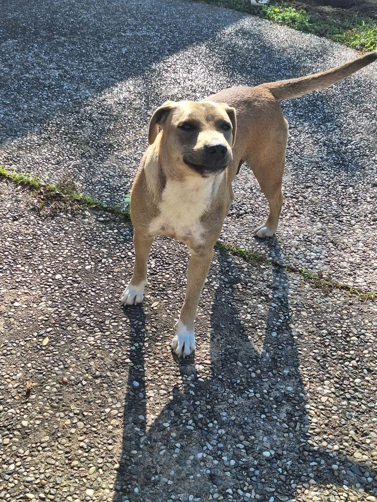 A young medium-sized female Shepherd dog named Safiye for adoption in Spring, TX