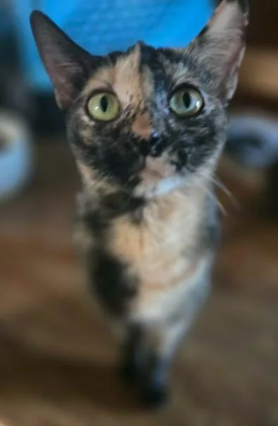 An adult medium-sized female Domestic Short Hair cat named Fancy for adoption in Phoenix, AZ