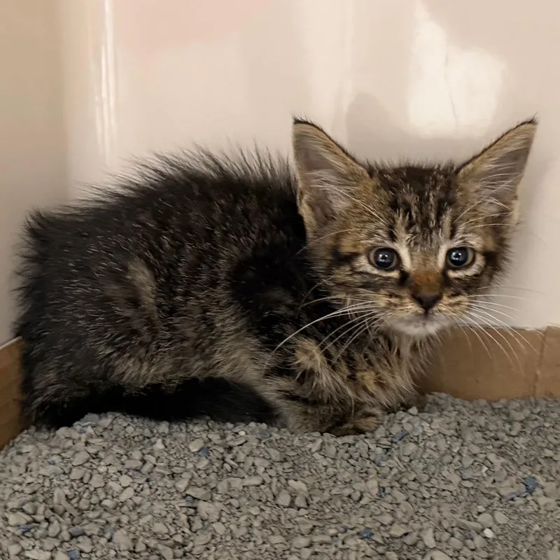 A baby small-sized male Brown / Chocolate Domestic Short Hair cat named Kashmir for adoption in Auburn, AL