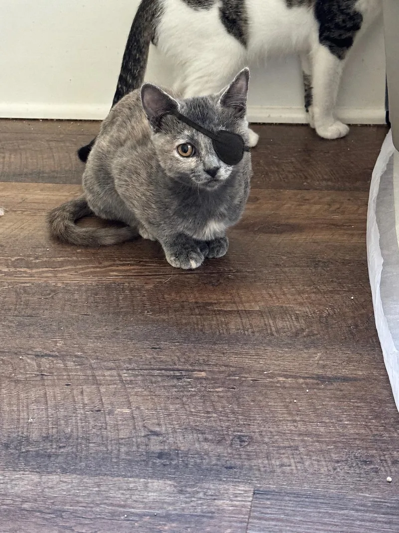 A baby medium-sized female Dilute Tortoiseshell Domestic Short Hair cat named Cinnamon for adoption in Tuscaloosa, AL