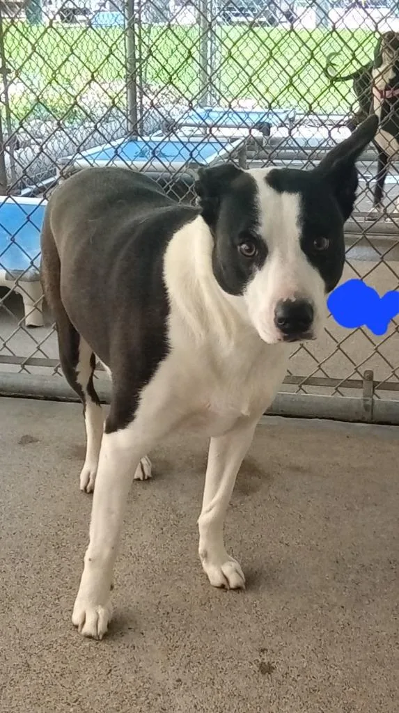 An adult large-sized female Border Collie dog named Louise for adoption in Utica, MI