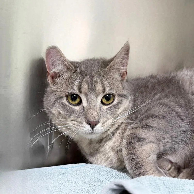 A baby small-sized female Domestic Short Hair cat named Dust Bunny for adoption in State College, PA