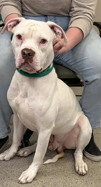 A young large-sized male Pit Bull Terrier dog named Tyson for adoption in Fishers, IN
