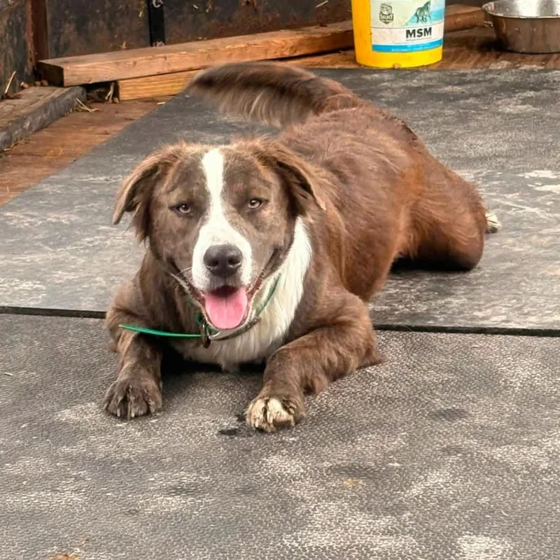 An adult medium-sized female Mixed Breed dog named Melia for adoption in Buffalo, MN