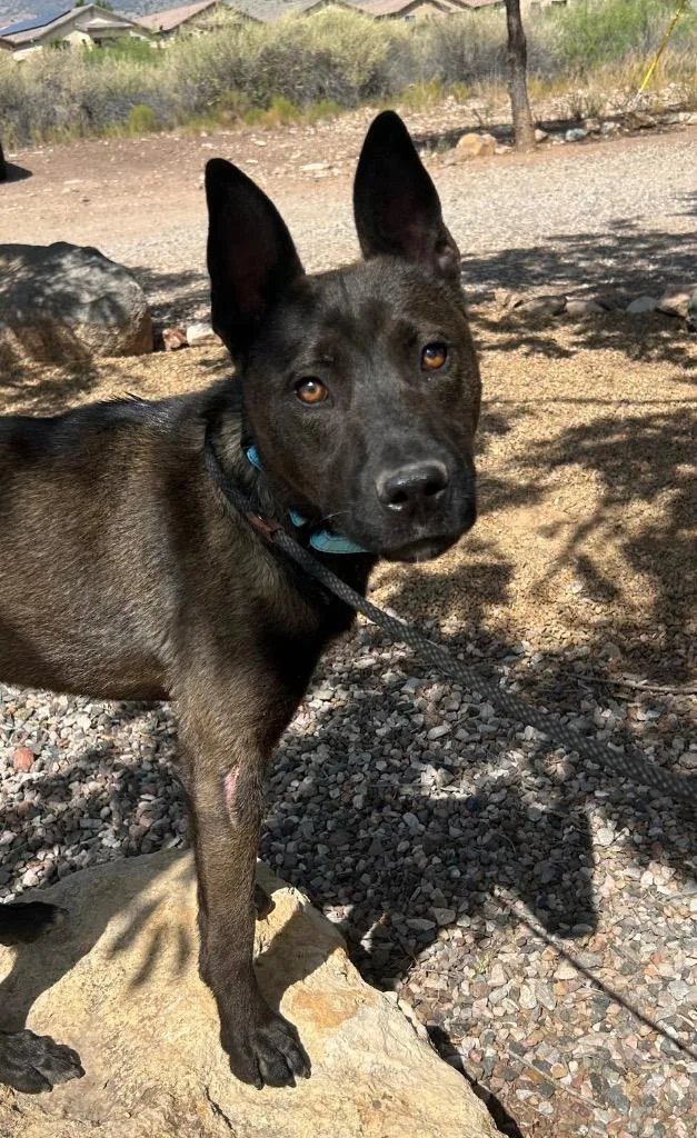 A young medium-sized male Belgian Shepherd / Malinois dog named Zev for adoption in Cottonwood, AZ